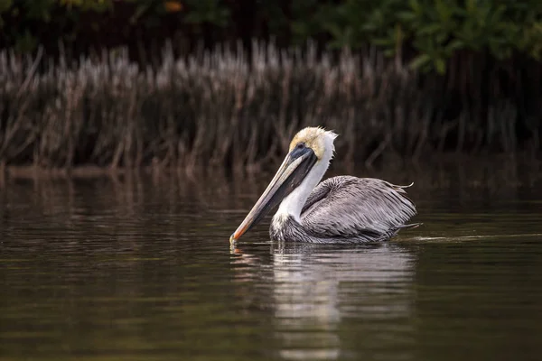 Schwimmender Pelikan pelecanus occidentalis — Stockfoto