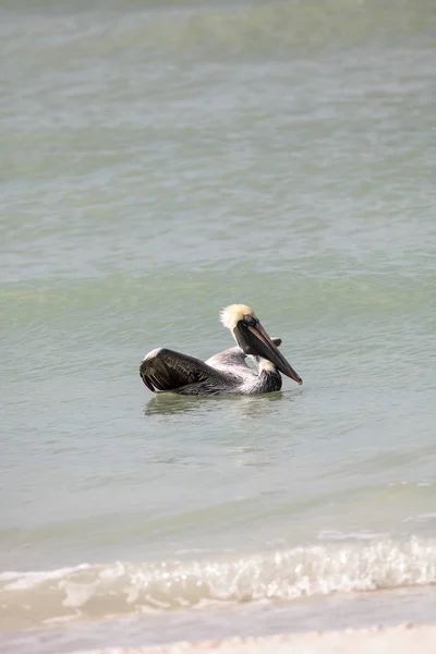 Plavání samec hnědý pelican Pelecanus occidentalis — Stock fotografie