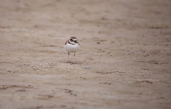 Wilsons snipe shorebird Charadrius wilsonia forragens para violinista — Fotografia de Stock