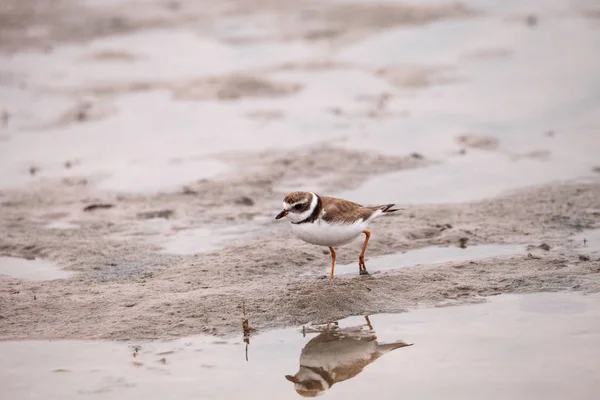 Wilsons snipe shorebird Charadrius wilsonia forages for fiddler — 스톡 사진