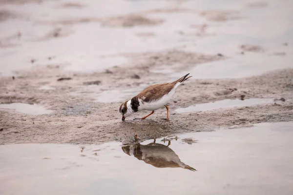 Wilsons snipe shorebird Charadrius wilsonia forages for fiddler — 스톡 사진