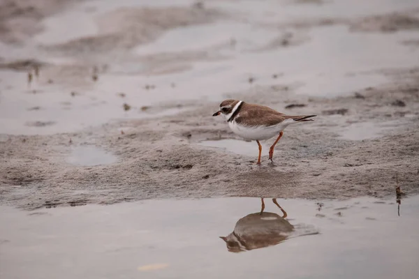 Wilsons snipe shorebird Charadrius wilsonia forragens para violinista — Fotografia de Stock