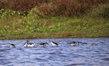 Kara kanatlı sap Himantopus himantopus süzülen kuş