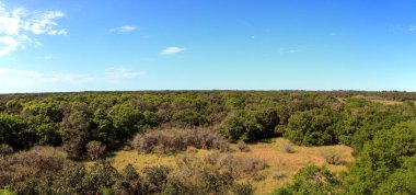 Aerial view of forest at Myakka State Park clipart