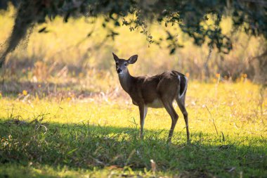 White-tailed deer Odocoileus virginianus forages for clover clipart