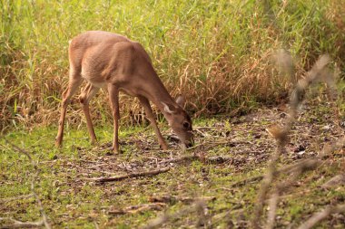 Beyaz kuyruklu geyik Odocoileus virginianus yonca arıyor