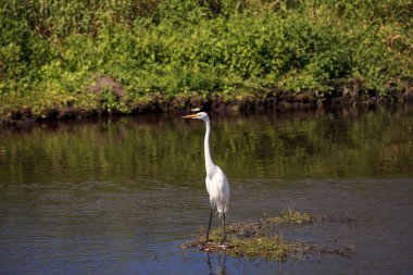 Dalgalanan büyük beyaz balıkçıl Ardea alba dalıcı kuş