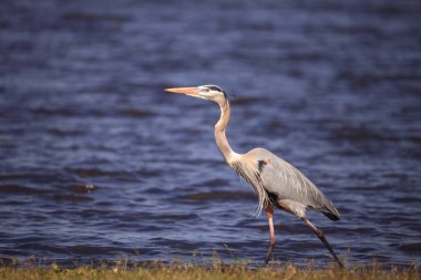 Büyük mavi balıkçıl kanatlı Ardea kahraman kuşları