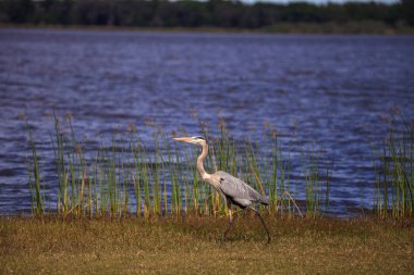 Büyük mavi balıkçıl kanatlı Ardea kahraman kuşları