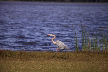 Büyük mavi balıkçıl kanatlı Ardea kahraman kuşları