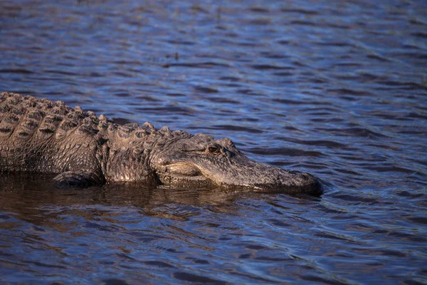 American Alligator também chamado de Alligator mississippiensis — Fotografia de Stock