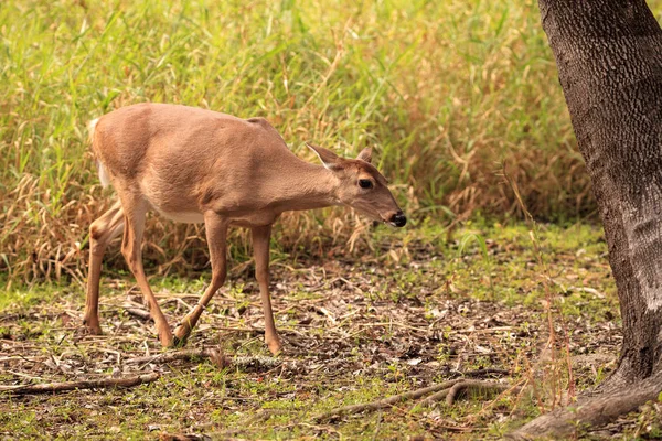 Weißschwanzhirsch odocoileus virginianus jagt Klee — Stockfoto