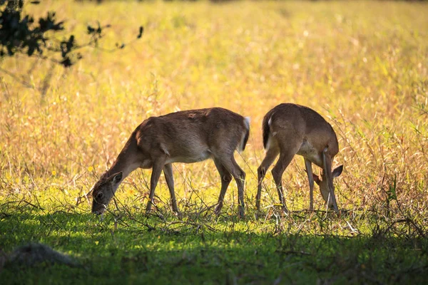 Weißschwanzhirsch odocoileus virginianus jagt Klee — Stockfoto