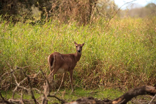 Weißschwanzhirsch odocoileus virginianus jagt Klee — Stockfoto