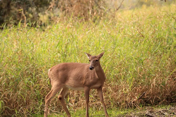 Jelen běloocasý Odocoileus virginianus hledá jetel — Stock fotografie