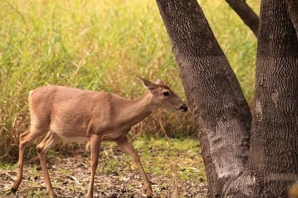 Jelen běloocasý Odocoileus virginianus hledá jetel — Stock fotografie