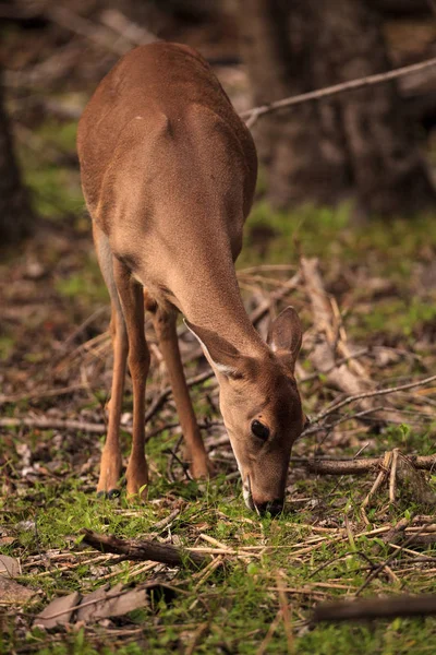 Beyaz kuyruklu geyik Odocoileus virginianus yonca arıyor — Stok fotoğraf