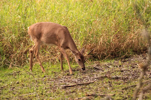 Jelen běloocasý Odocoileus virginianus hledá jetel — Stock fotografie