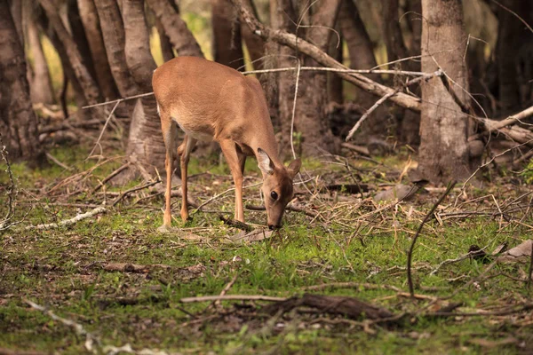 Weißschwanzhirsch odocoileus virginianus jagt Klee — Stockfoto