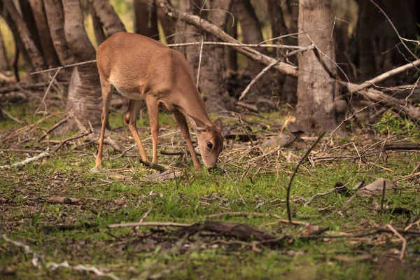 Weißschwanzhirsch odocoileus virginianus jagt Klee — Stockfoto