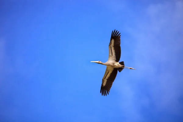 Madeira cegonha Mycteria americana voa através do céu azul — Fotografia de Stock