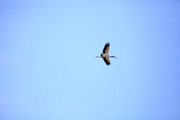 Cigüeña de madera Mycteria americana vuela a través del cielo azul — Foto de Stock