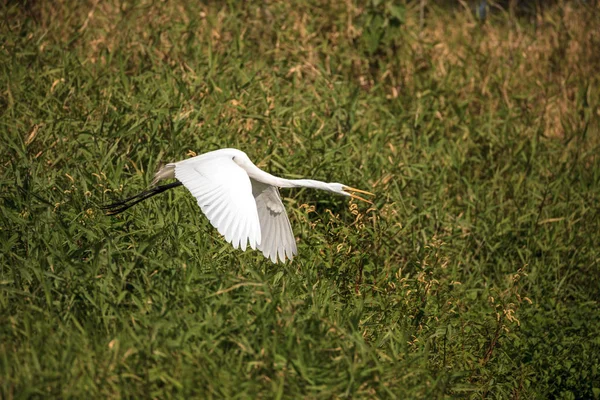 Vliegen Grote witte zilverreiger Ardea alba waadvogel — Stockfoto