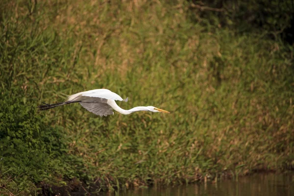 Vliegen Grote witte zilverreiger Ardea alba waadvogel — Stockfoto