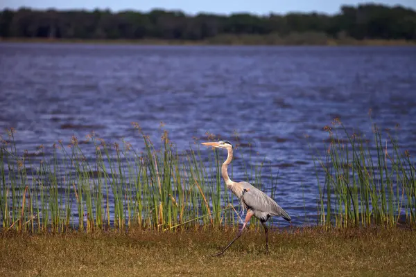 Großer watender blauer Reiher ardea herodias watender Vogel — Stockfoto