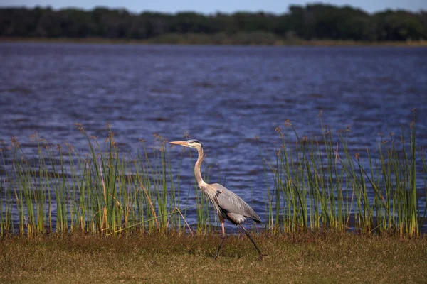 Großer watender blauer Reiher ardea herodias watender Vogel — Stockfoto