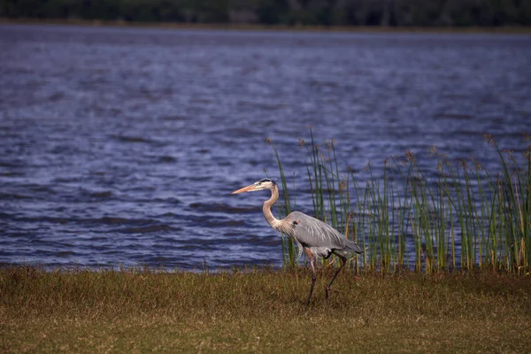 Großer watender blauer Reiher ardea herodias watender Vogel — Stockfoto