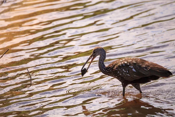 Limpkin bird Aramus guarauna forrajes para moluscos en el lago — Foto de Stock