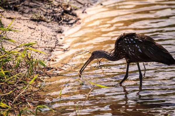 Limpkin bird Aramus guarauna forages for mollusks in the lake — Stock Photo, Image