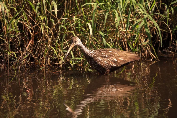 Limpkin bird Aramus guarauna forages for mollusks in the Lake — 图库照片