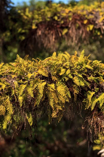 Auferstehungsfarn pleopeltis polypodioides wächst an einer Eiche — Stockfoto