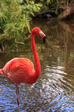 Karayip Pembe Flamingo Fenikopterus yakutu
