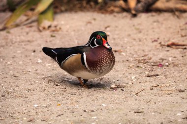 Parlak erkek odun ördek Aix sponsa