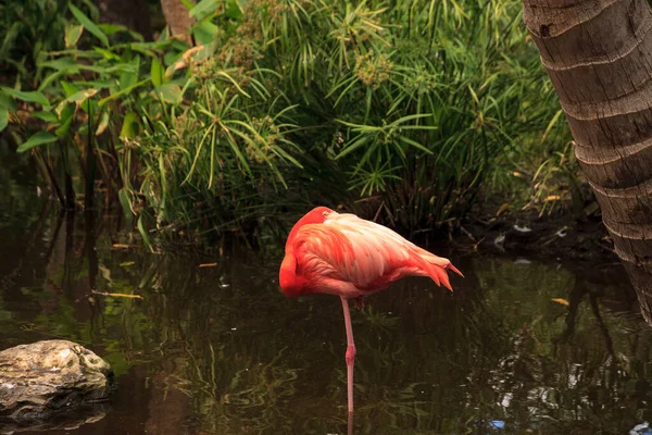 Caraïbisch roze flamingo Phoenicopterus ruber — Stockfoto