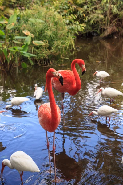 Caribe Flamingo rosa Phoenicopterus ruber — Fotografia de Stock