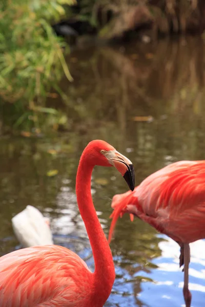 Caraïbisch roze flamingo Phoenicopterus ruber — Stockfoto