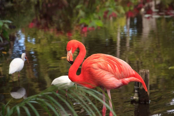 Caraïbisch roze flamingo Phoenicopterus ruber — Stockfoto