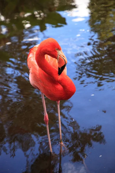Caribe Flamingo rosa Phoenicopterus ruber — Fotografia de Stock