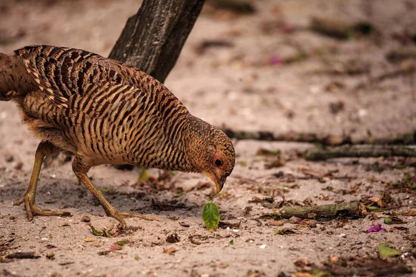 Vrouwelijke Chinese gouden fazant Chrysolophus pictus — Stockfoto