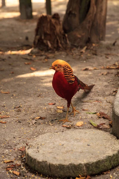 중국의 황금빛 꿩 , chrysolophus pictus — 스톡 사진