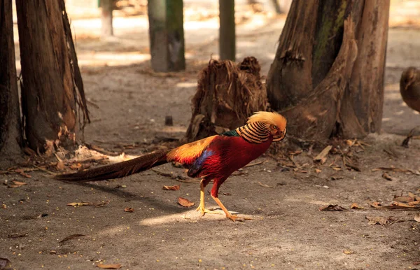 Faisan royal chinois mâle Chrysolophus pictus — Photo