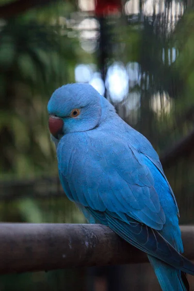 Blauer indischer Ringelhalspapagei Psittacula krameri Vogel ist von Ceyl — Stockfoto