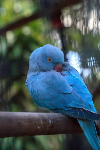 Синий индийский кольцевой попугай Psittacula krameri птица с Цейла — стоковое фото