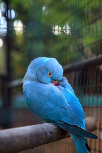 蓝色印度环颈鹦鹉（Psittacula krameri bird）来自锡尔邦 — 图库照片