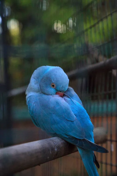 Perroquet à collier indien bleu Psittacula krameri bird est originaire de Ceyl — Photo