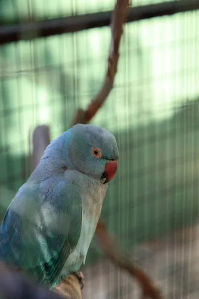 푸른 인도의 주머니쥐 앵무새 psittacula krmeri bird is from ceyl — 스톡 사진